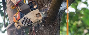 Trusted Lubeck, WV Tree Removal Services Experts