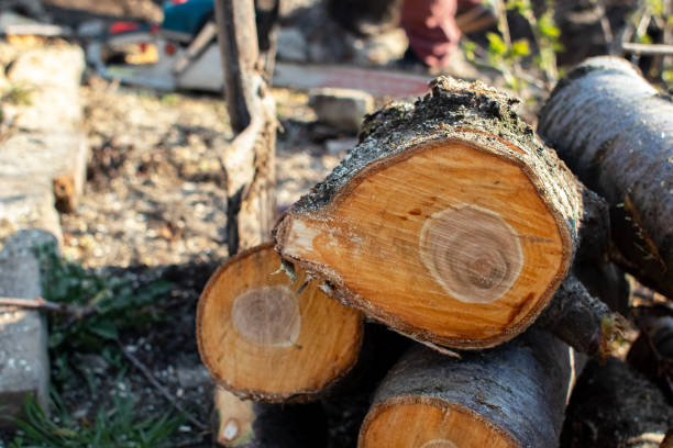 How Our Tree Care Process Works  in  Lubeck, WV